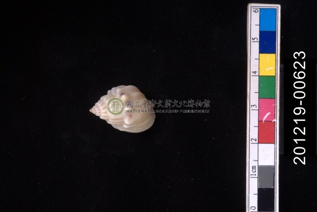 蛋糕織紋螺