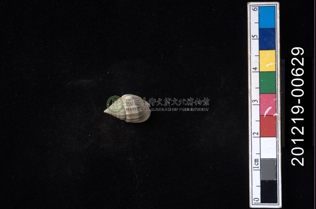 項鍊織紋螺