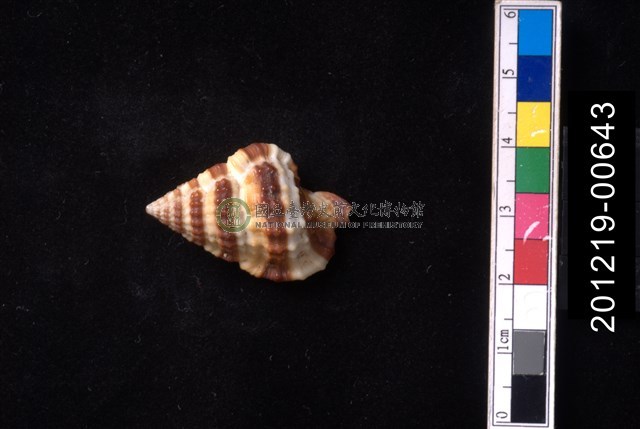 斑馬翼法螺