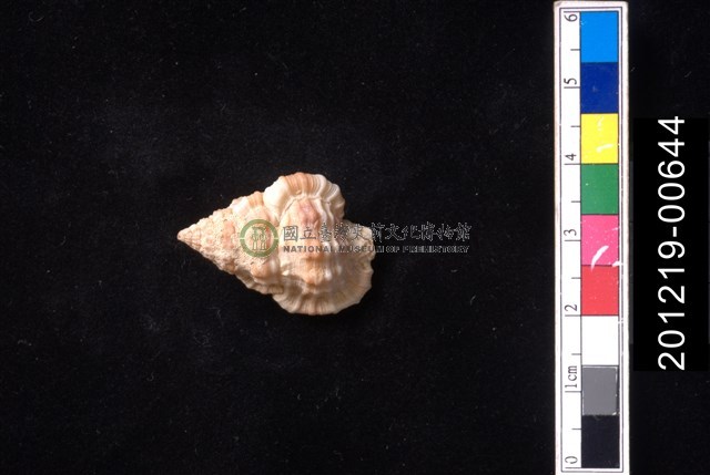 斑馬翼法螺