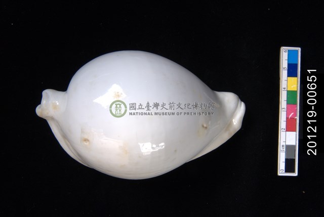海兔螺