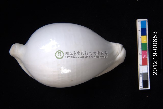 海兔螺