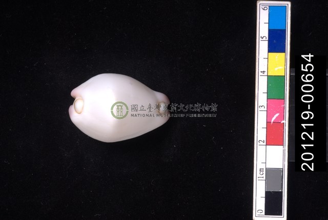 玉兔螺