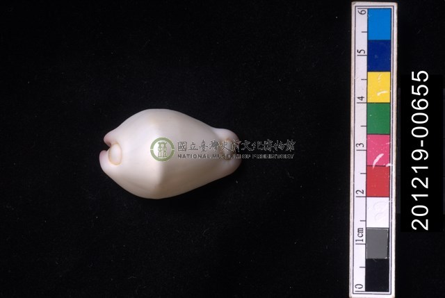 玉兔螺