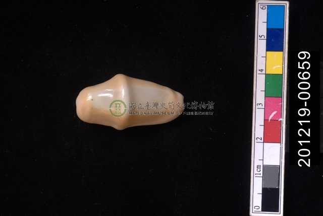 袖扣海兔螺