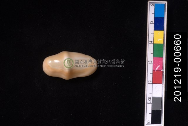 袖扣海兔螺
