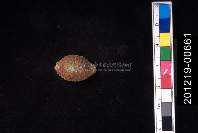膿皰海兔螺
