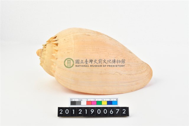 椰子渦螺