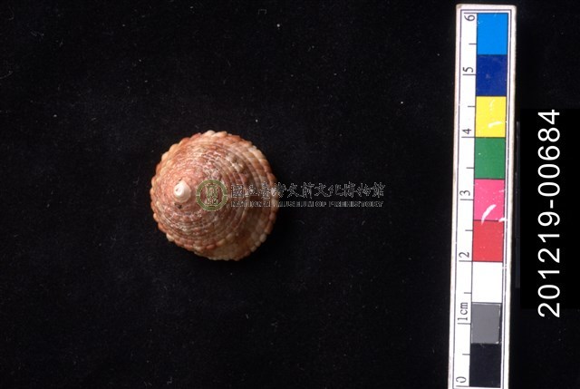 花斑鐘螺