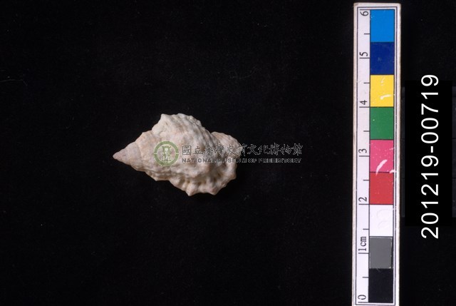 果粒蛙螺