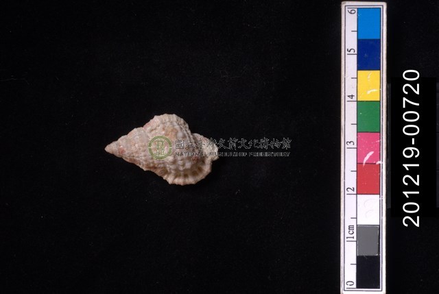 果粒蛙螺