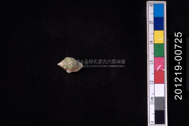 花麥螺