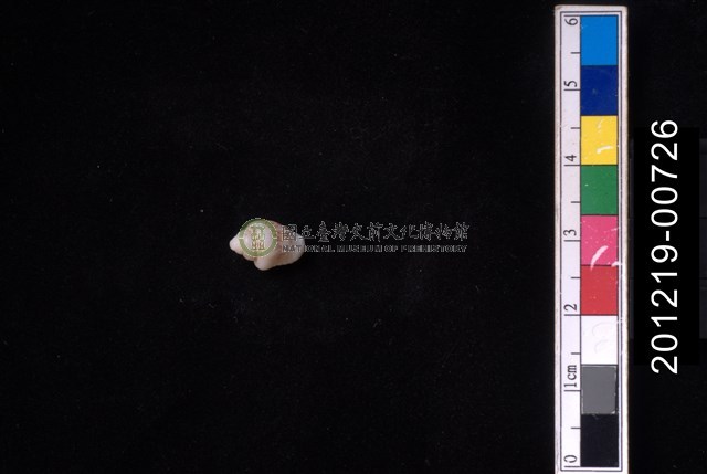 花麥螺