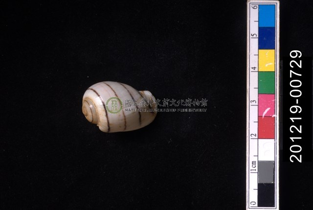 玫瑰泡螺