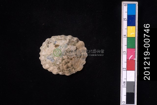 笠螺