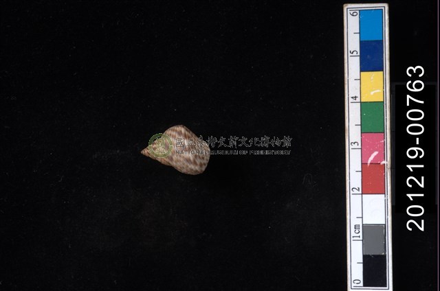 粗紋玉黍螺