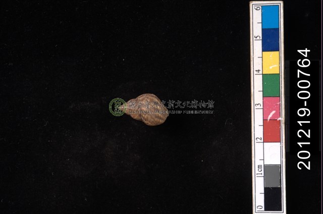 粗紋玉黍螺