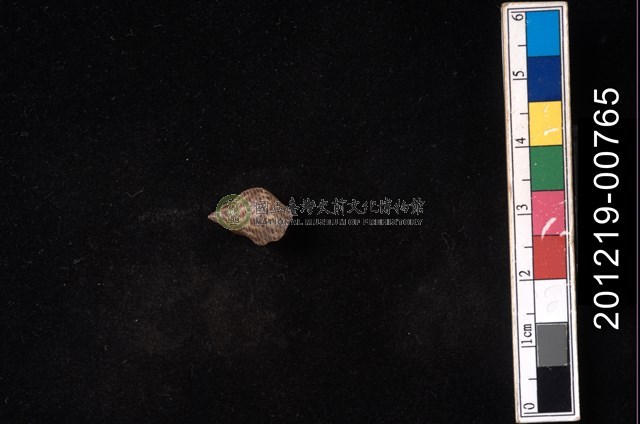 粗紋玉黍螺
