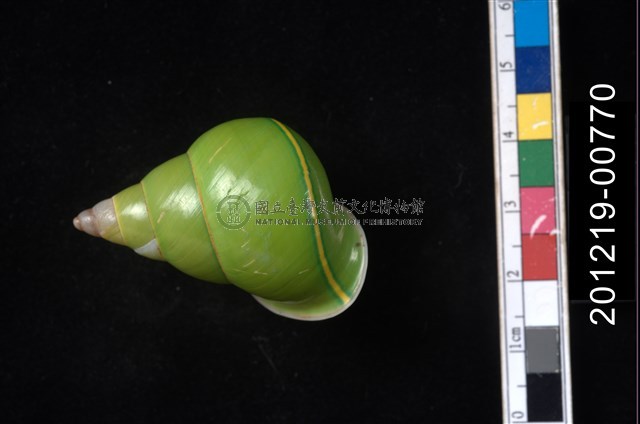 綠巴布亞樹蝸