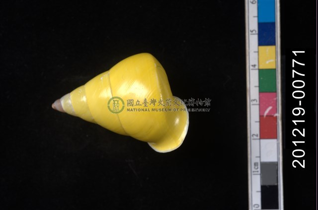 綠巴布亞樹蝸