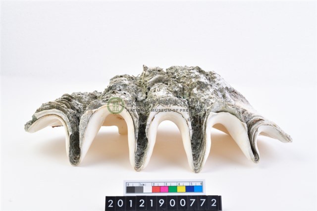 長硨磲蛤