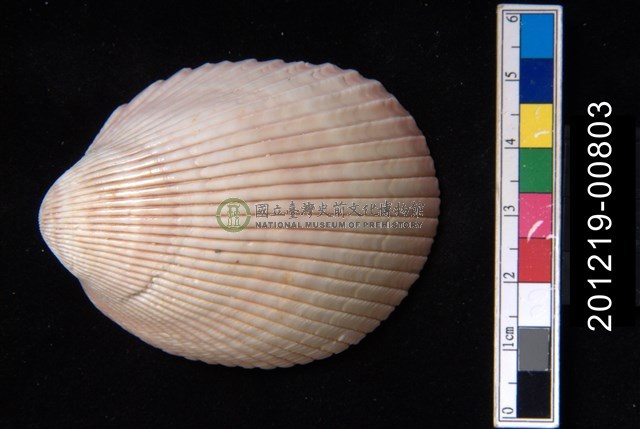 平肋烏尾蛤