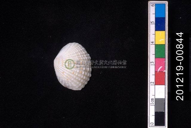 厚殼縱簾蛤