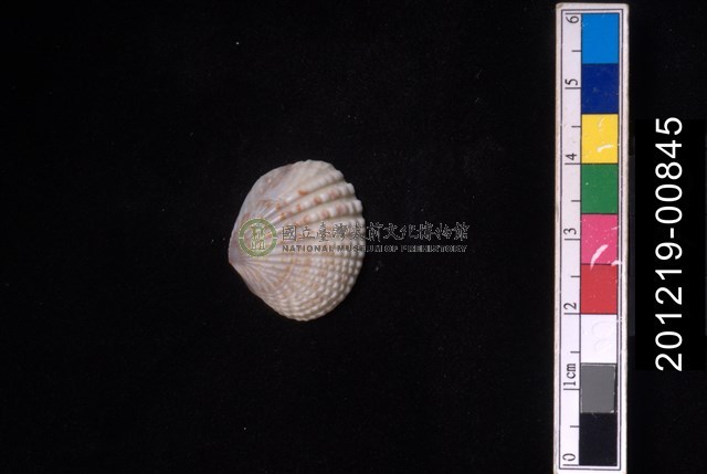 厚殼縱簾蛤