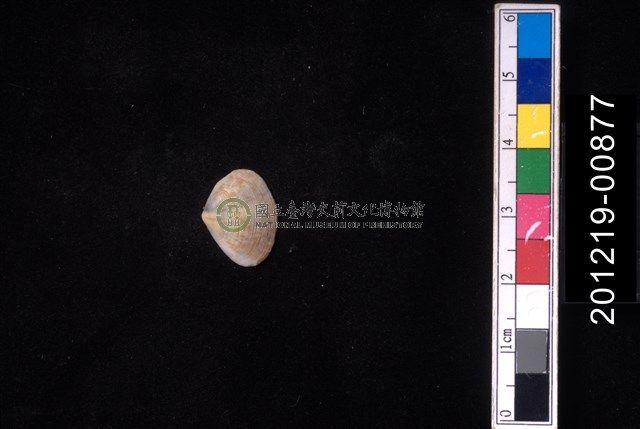 截形斧蛤