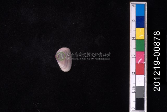 截形斧蛤