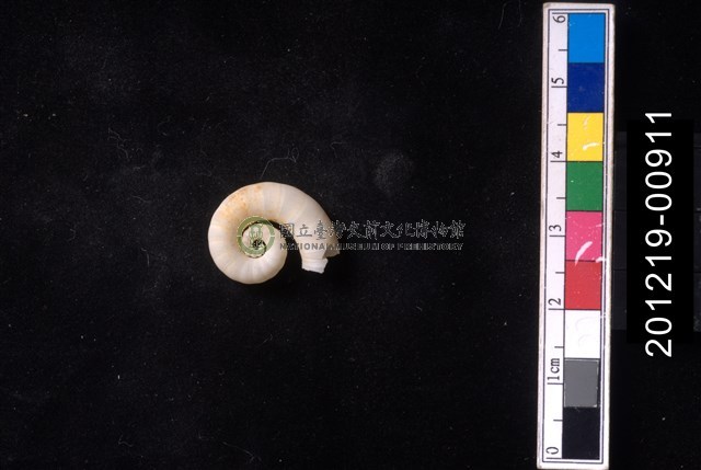 捲殼烏賊