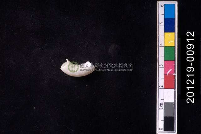 捲殼烏賊