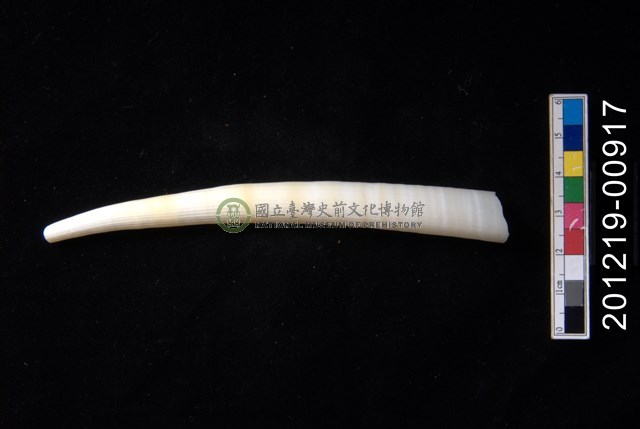 圓象牙貝