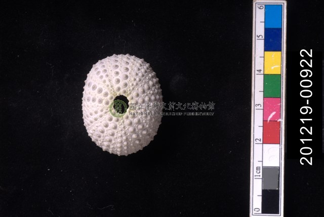 紫海膽