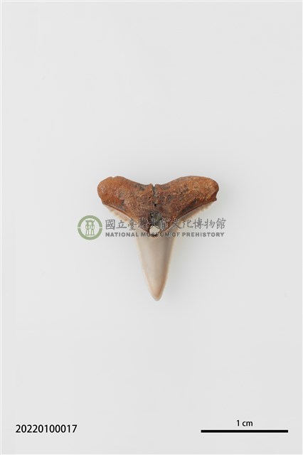 鯊魚牙墜飾