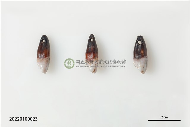 穿孔人齒
