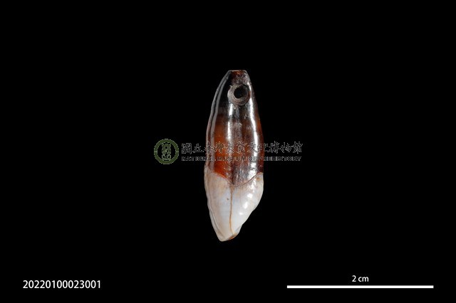 穿孔人齒