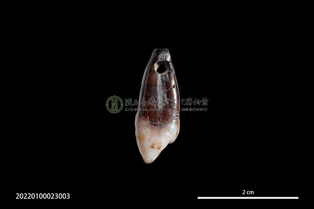穿孔人齒