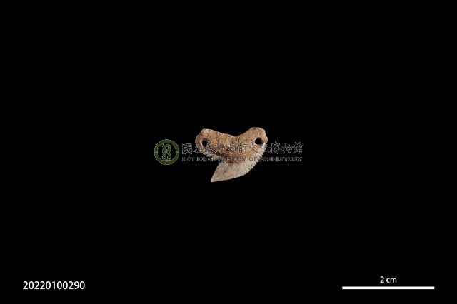 鯊魚牙墜飾