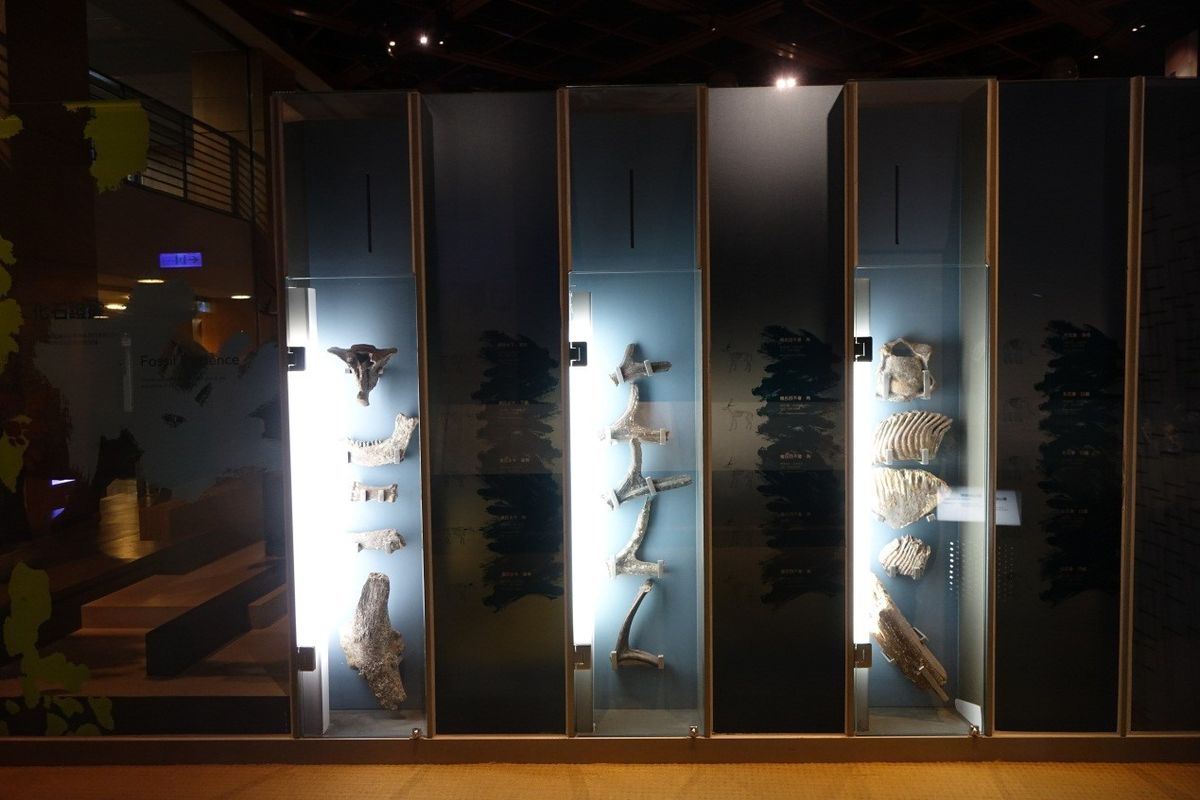 圖五  本館自然史展廳展示之澎湖海溝生物群化石