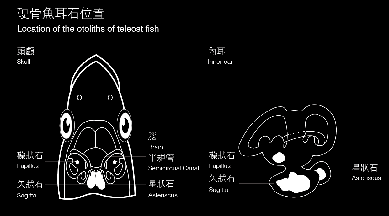 硬骨魚耳石位置（改繪自Lin and Chang%2C 2012）