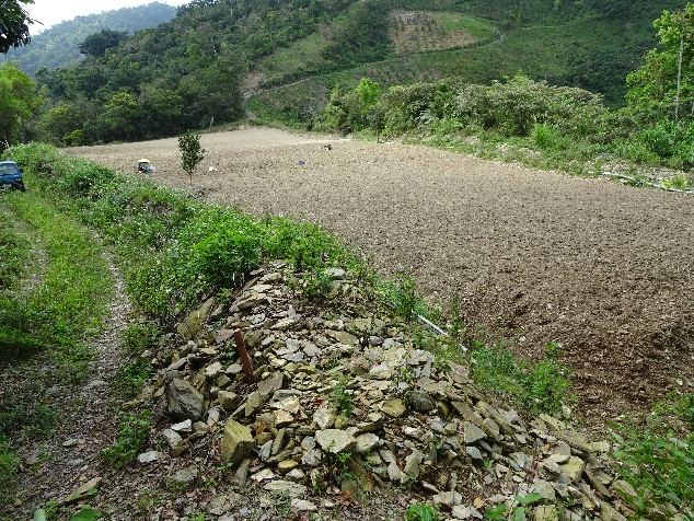 遺址局部有裸露地表