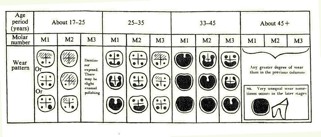 圖片式的磨耗年齡判斷具有易於辨識的優勢（上：Brothwell（1981）；中：Miles（1962）；下：筆者改繪，原圖出自Lovejoy（1985））