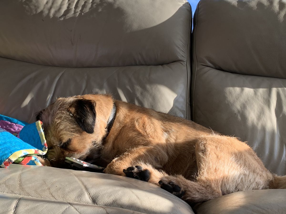 沙發上酣睡的寵物犬Max，種類為英國邊境㹴