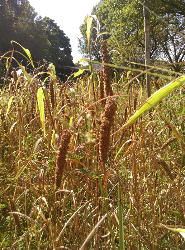 小米（學名：Setaria italica），又稱「稷」或「粟」，也稱作「粱」，為脫殼製成的糧食