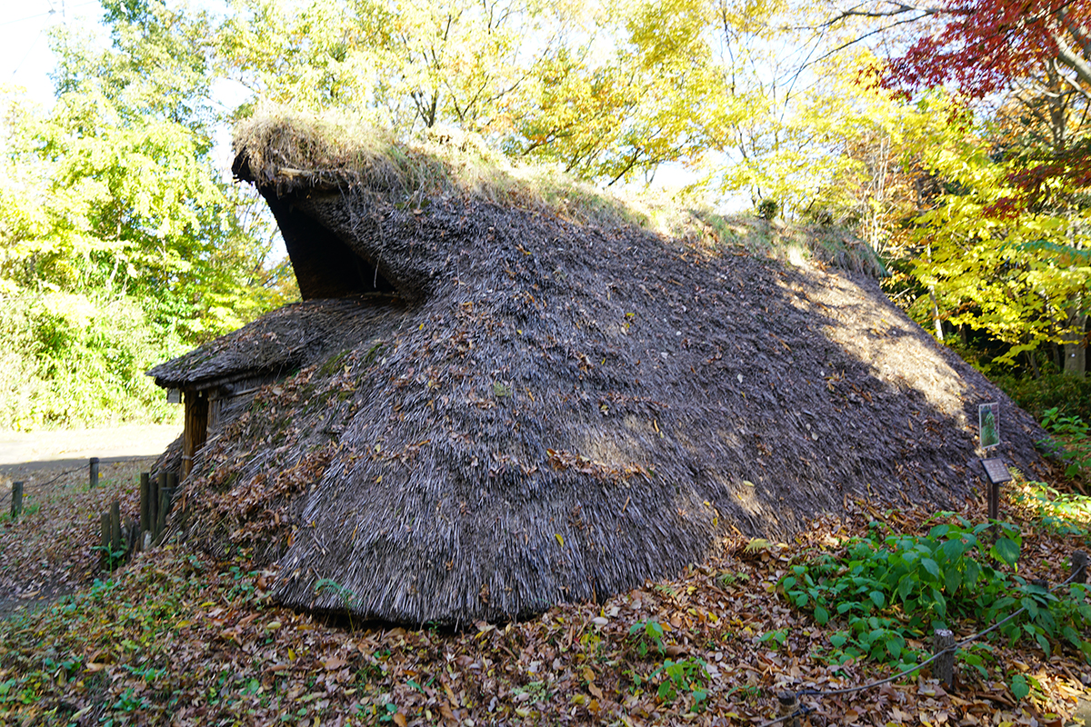 根據發掘出土遺構，復原繩文時代的豎穴住屋模型。