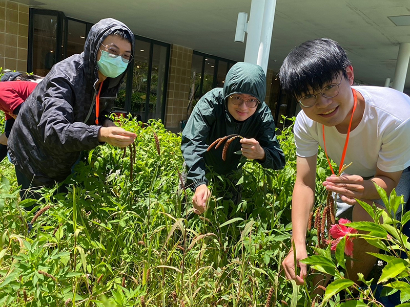 在史前館後花園採收小米。