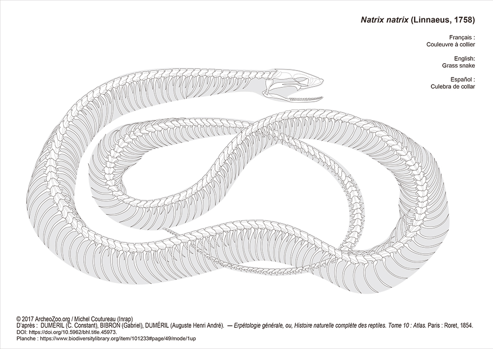 蛇類骨骼架構示意圖，除頭骨外都是脊椎與肋骨。此為水游蛇（Natrix natrix）骨架。