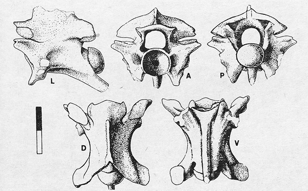 蛇類脊椎的球狀關節面提供靈活蛇行的基礎。此為沙蝰（Vipera ammodytes）脊椎骨（Szyndlar 1984, p.83）。
