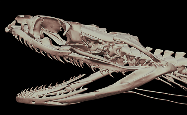 相對而言，蛇類頭骨的結構比脊椎更複雜，允許口腔被最大程度地運用。此為水游蛇（Natrix natrix）頭骨。